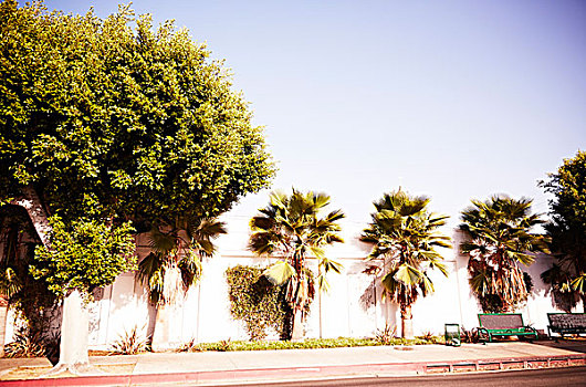 棕榈树,街道