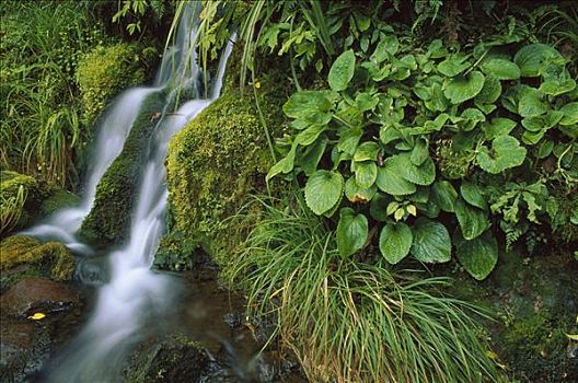 瀑布,艾格蒙特国家公园,塔拉纳基,新西兰