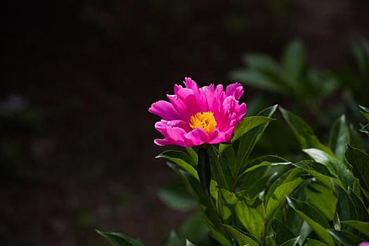 夏天公园里盛开的芍药花