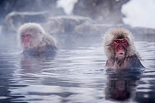 雪猴,日本,温泉