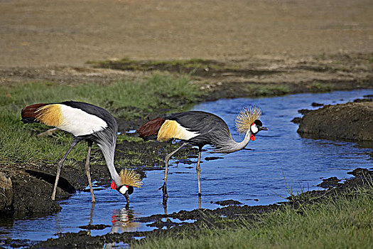 鹤,灰冠鹤,一对,站在水中,纳库鲁,公园,肯尼亚