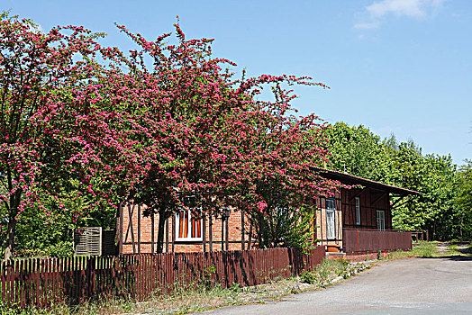 半木结构房屋,树,花,下萨克森,德国,欧洲