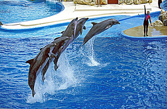 宽吻海豚,展示,海上,世界,佛罗里达