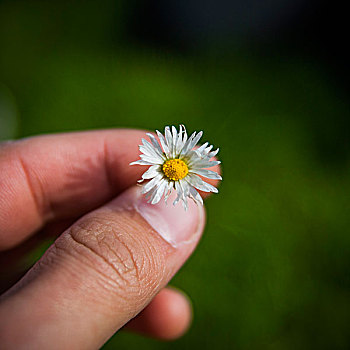 手指,拿着,小,白色,花