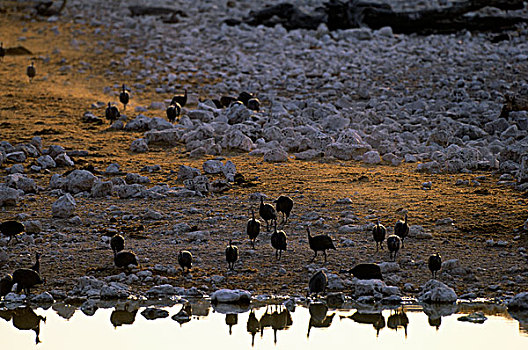纳米比亚,埃托沙国家公园,珍珠鸡,水潭