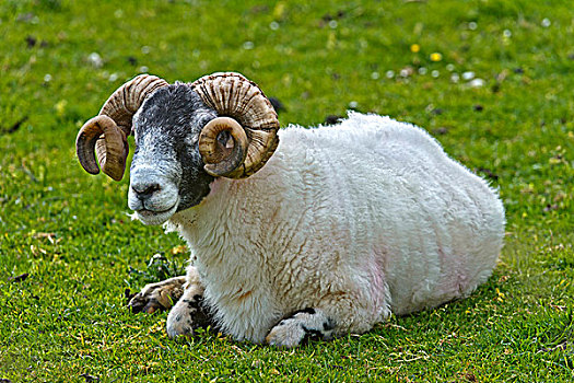 苏格兰,绵羊,山羊,斯凯岛,英国,欧洲
