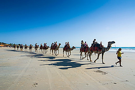 旅游,骑,骆驼,凯布尔海滩,西澳大利亚州