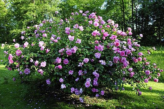 蔷薇,开花,康士坦茨湖,巴登符腾堡,德国,欧洲