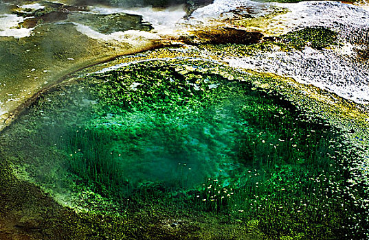 藻类,温泉,黄石国家公园,怀俄明,美国