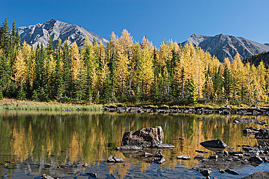 山,水塘,反射,秋色,发光,落叶松,山峦,背景,蓝天,艾伯塔省,加拿大