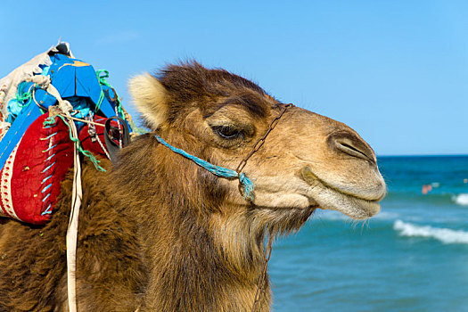 特写,单峰骆驼,海滩,突尼斯