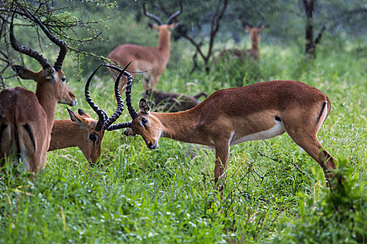 头像,漂亮,雄性,黑斑羚,塔兰吉雷国家公园,野生动植物保护区,坦桑尼亚,非洲