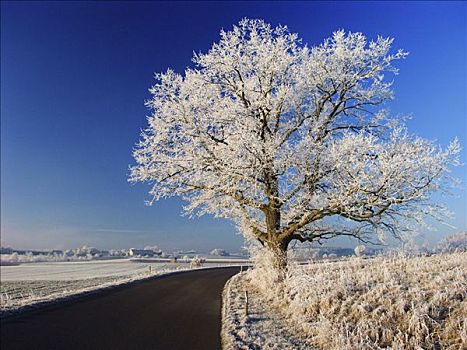 道路,树,白霜,巴伐利亚,德国