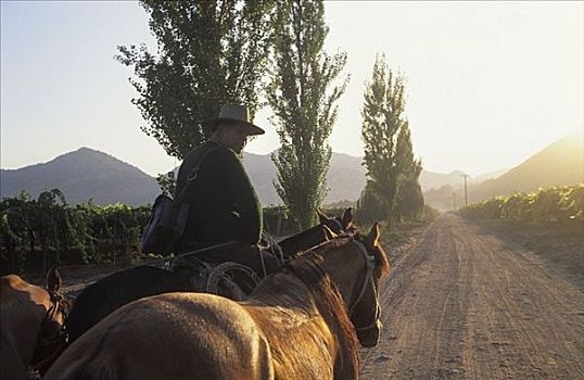 酿酒葡萄种植,骑,葡萄园,智利