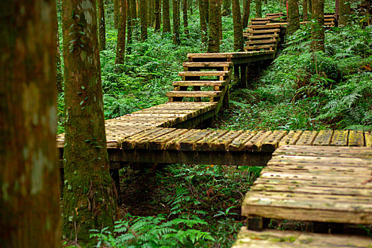 森林里给登山人安全行走的木栈道