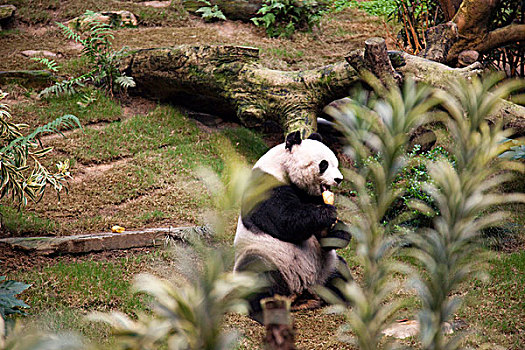 大熊猫,海洋公园,香港