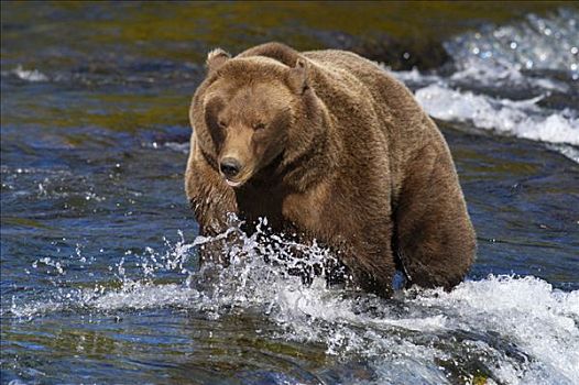 棕熊,走,上方,溪流,瀑布,布鲁克斯河,国家公园,阿拉斯加,美国