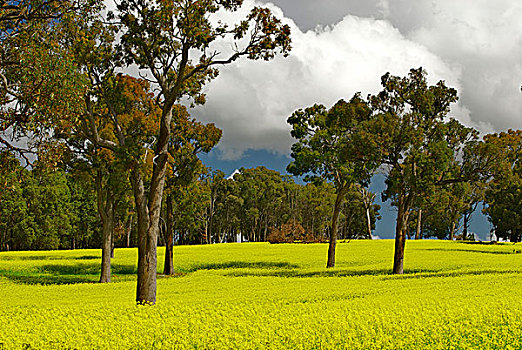 油菜地,靠近,栏杆,南,佩思,西澳大利亚州,树,站立,一个,宽阔,亮黄色,花