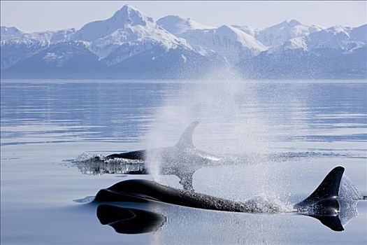 逆戟鲸,鲸,表面,运河,奇尔卡特山脉,远景,阿拉斯加