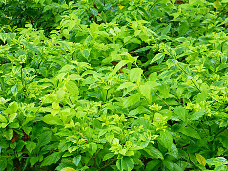 绿化带里生长的假连翘绿叶植物