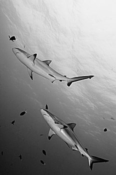 灰色,礁石,鲨鱼,巴布亚新几内亚