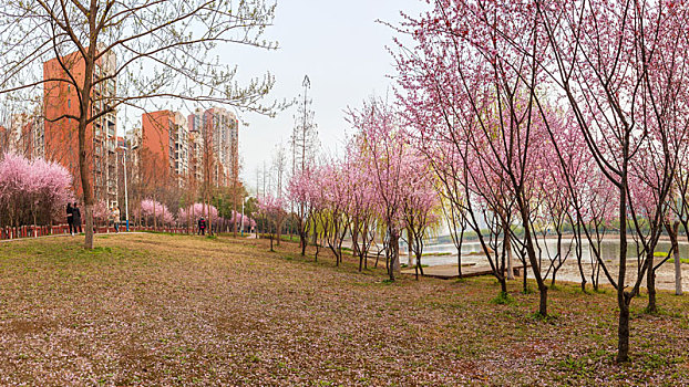 荆州,湿地,公园,桃花,很美丽