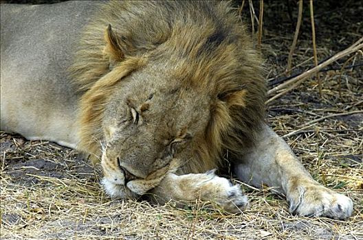 困,雄性,狮子,萨维提,国家公园,博茨瓦纳