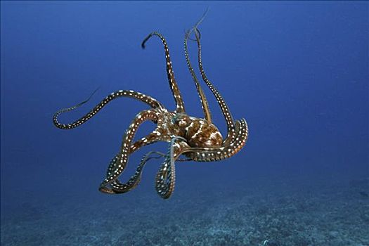 夏威夷,霞水母章鱼,头足纲动物,海洋