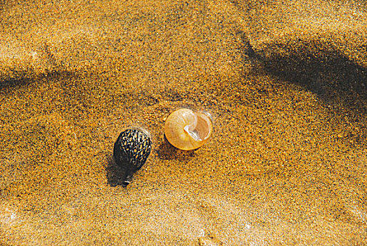 海边沙滩上的海螺