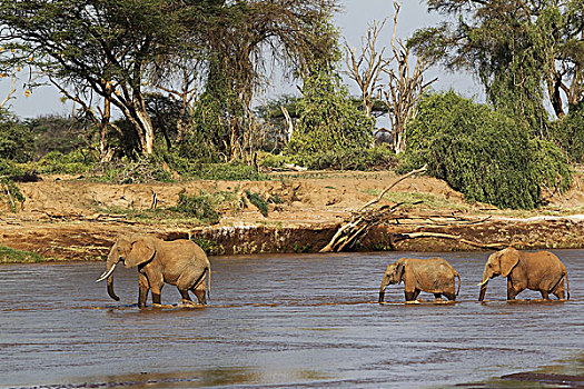 非洲象,女性,幼兽,河,公园,肯尼亚