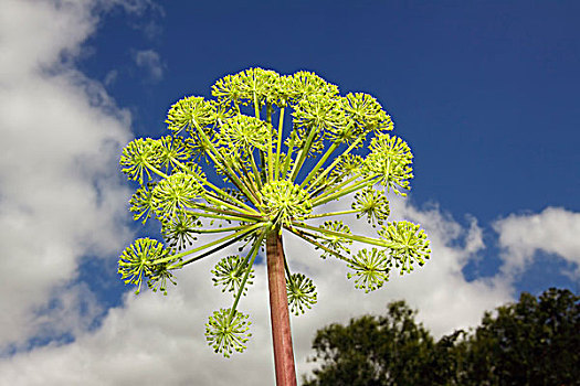 伞形植物图片_伞形植物图片大全_伞形植物图片素材_全景视觉
