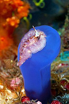 蓝色背景,海鞘,四王群岛,伊里安查亚省,西巴布亚,印度尼西亚,亚洲