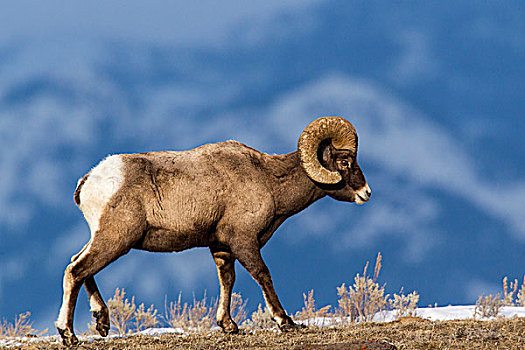 大角羊,黄石国家公园,怀俄明,美国