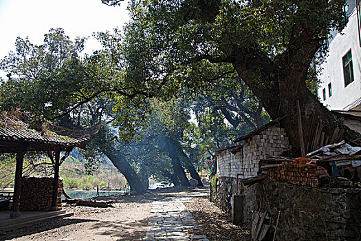 江西婺源,晓起,油菜花,徽派建筑,民居