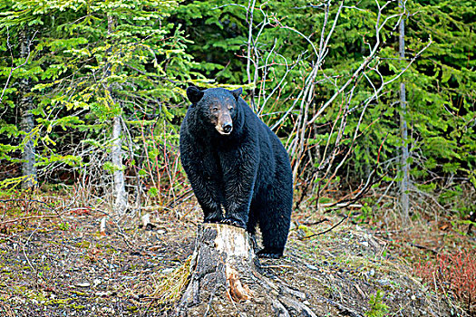 黑熊,美洲黑熊,绿色,山,不列颠哥伦比亚省