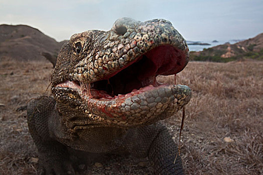 科摩多巨蜥,科摩多龙,嘴,科莫多岛,科莫多国家公园,印度尼西亚