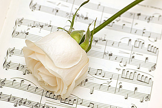 白色蔷薇,音符,书页