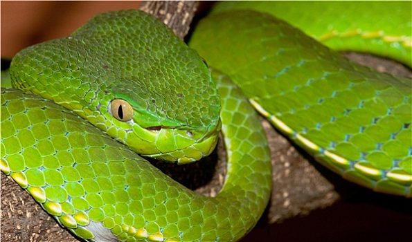 有毒,绿色,毒蛇