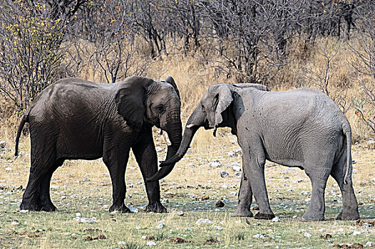 两个,非洲象,站立,面对面,接触,象鼻,埃托沙国家公园,纳米比亚,非洲