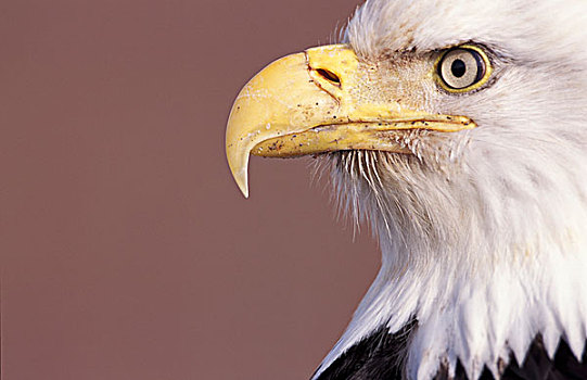 阿拉斯加,肯奈半岛,白头鹰,头部,特写,侧面视角