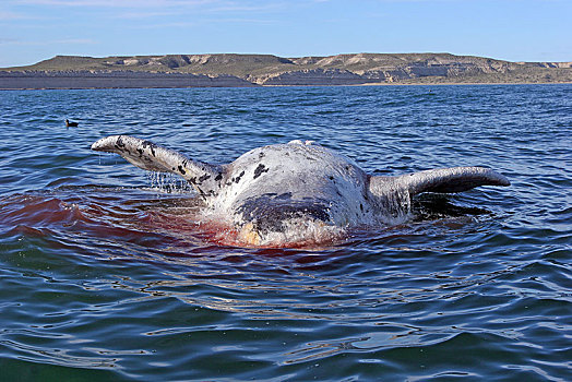 死,南露脊鲸,海岸,瓦尔德斯半岛,巴塔哥尼亚,阿根廷,南美