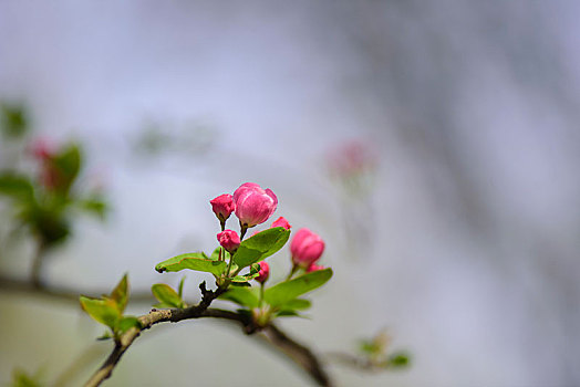 海棠花开