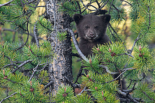 黑熊,美洲黑熊,幼兽,松树,碧玉国家公园,艾伯塔省,加拿大