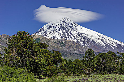 火山,智利松,松树,省,阿根廷,南美