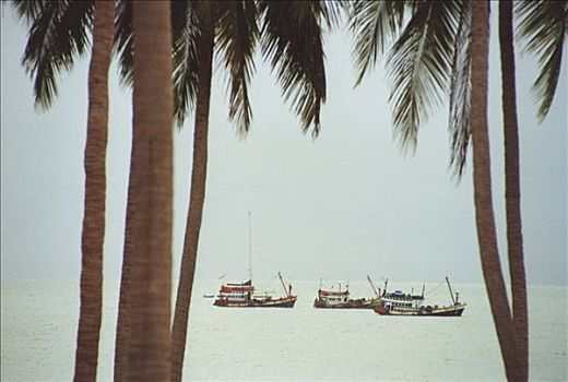 船,棕榈树,季风
