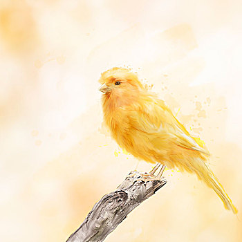 黄色,鸟,水彩