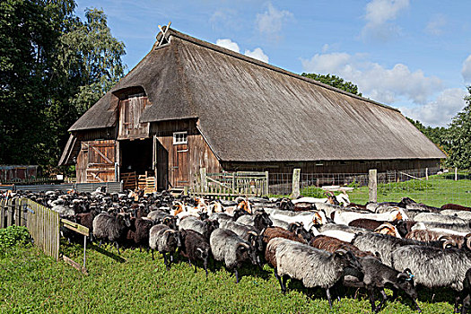羊群,正面,绵羊,蔽护,石南,下萨克森,德国,欧洲