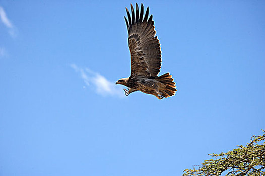 茶隼,鹰,成年,飞行,纳库鲁,公园,肯尼亚
