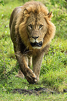 大,成年,雄性,狮子,走,摄影,纳库鲁湖国家公园,肯尼亚
