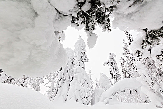 冰冻,树,遮盖,雪,拉普兰,芬兰